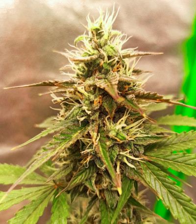 Семена сорта Kali Mist Auto fem (Семяныч)