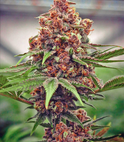 Семена сорта Black Cherry Punch fem (Pyramid Seeds)