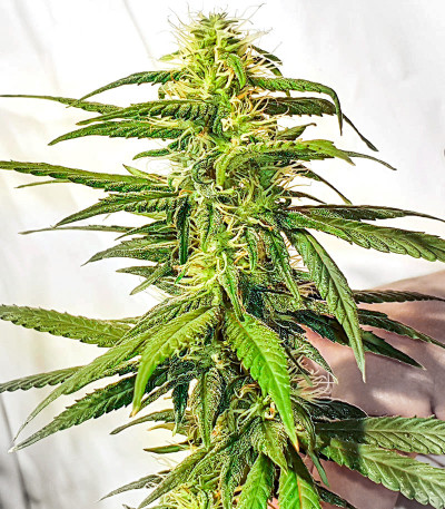 Семена сорта K-2 fem (Nirvana Seeds)