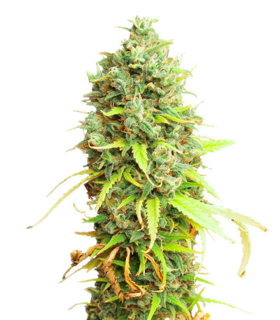 Семена сорта Shogun fem (Royal Queen Seeds)