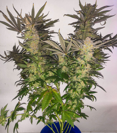 Семена сорта Golosa fem (Delicious Seeds)