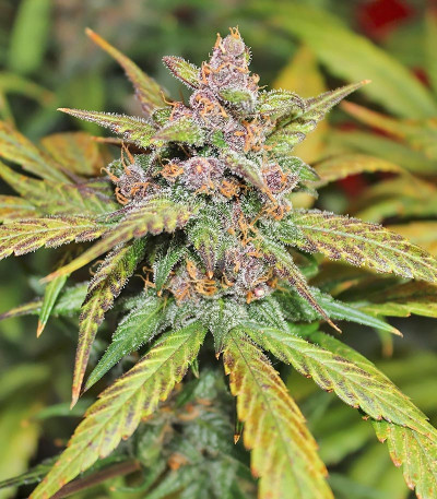 Семена сорта LSD-25 Auto fem