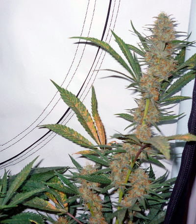 Семена сорта Nebula fem (Paradise Seeds)