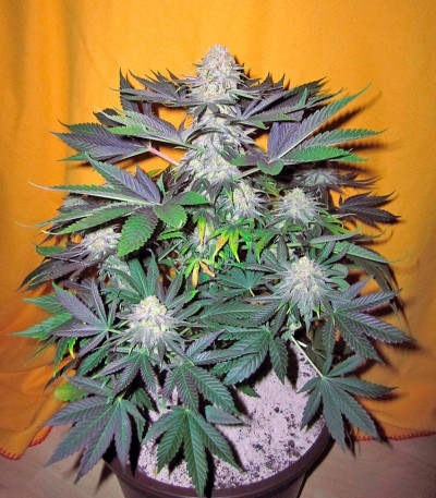 Сорт конопли Pamir Gold