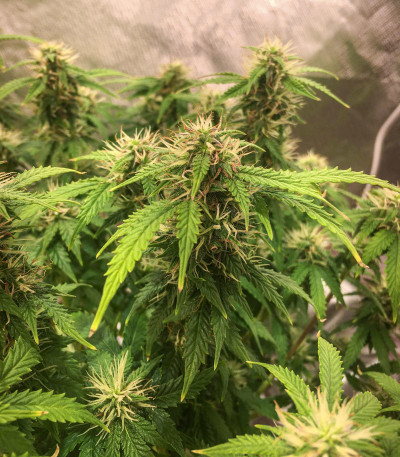 Семена сорта Auto Euforia fem (Dutch Passion)