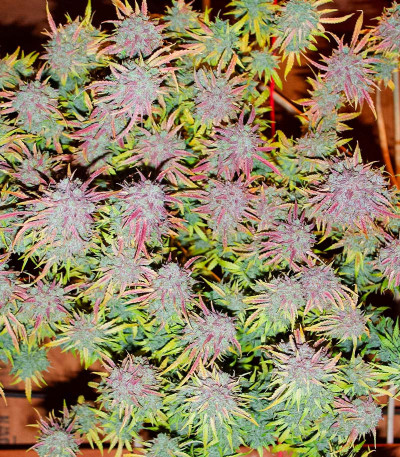 Семена сорта Auto Mimosa Punch fem (Advanced Seeds)