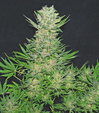 Семена сорта Double Dutch fem (Serious Seeds)