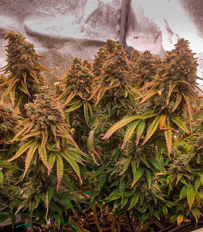 Семена сорта Sour Strawberry fem (Barney's Farm)