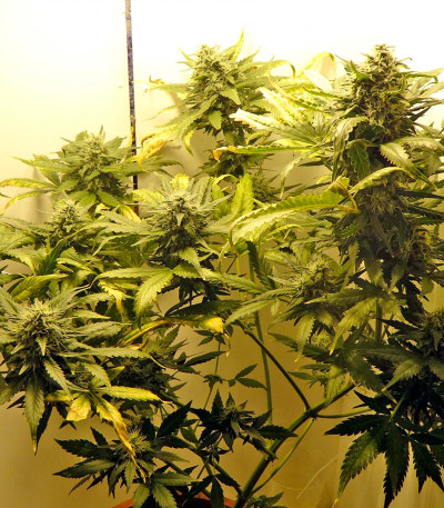 Семена сорта White Widow Automatic fem (Dinafem Seeds)