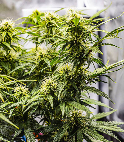 Сорт конопли Green Gelato Automatic fem (RQS)