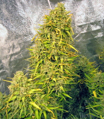 Семена сорта Think Different Auto fem (Dutch Passion)