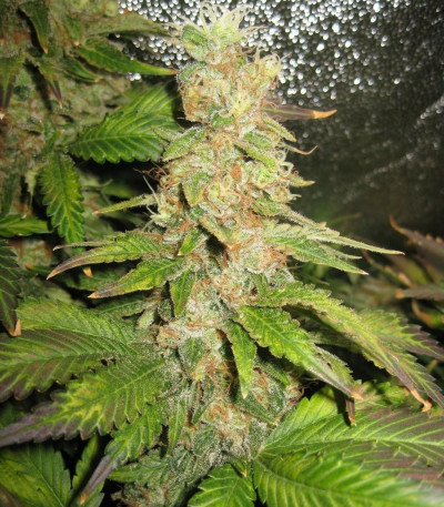 Семена сорта Blue Mystic fem (Royal Queen Seeds)