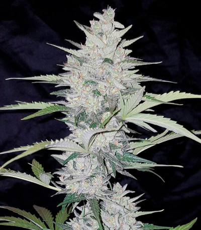 Семена сорта Impala 64 Haze Auto fem (Sumo Seeds)