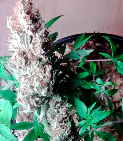 Семена сорта Kalichakra reg