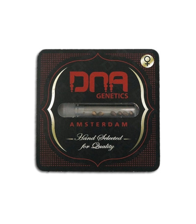 Семена сорта Kushberry fem (DNA Genetics)