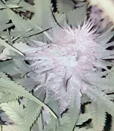 Семена сорта Mighty Mango Bud fem (Vision Seeds)