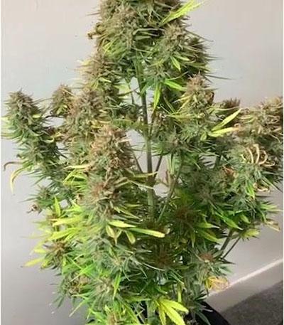 Семена сорта Cookies auto fem (FastBuds)