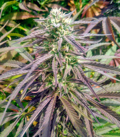 Семена сорта Black D.O.G. fem