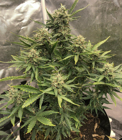 Семена сорта CBD Auto Compassion Lime fem (Dutch Passion)