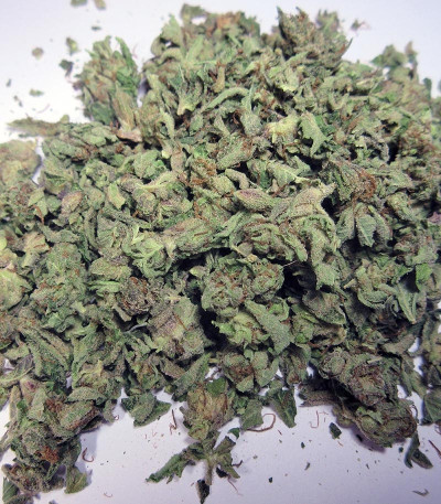 Семена сорта Nebula II CBD fem (Paradise Seeds)