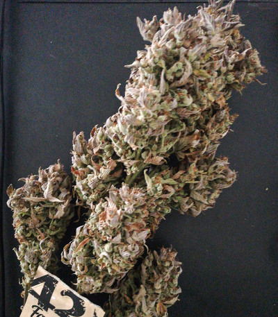 Семена сорта Original Auto Russian fem