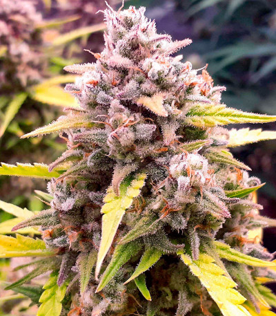 Семена сорта Vanilla Latte Auto fem от Humboldt Seed Company