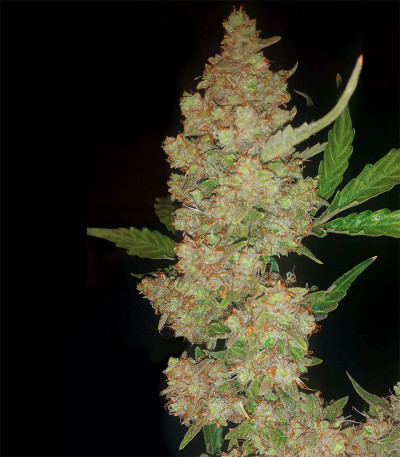 Семена сорта Bay Burger Early Version fem