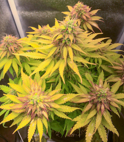 Семена сорта Gorilla Auto fem (Семяныч)