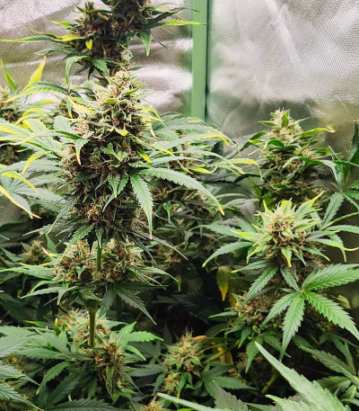 Семена сорта Auto Ak (Auto Ak 47) fem (Семяныч)