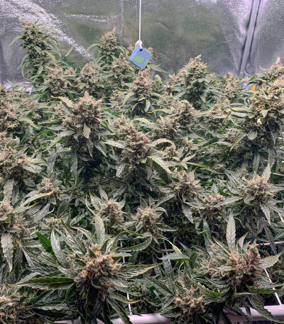 Семена сорта Auto Daiquiri Lime fem (Dutch Passion)