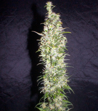 Семена сорта Monster fem (Eva Seeds)