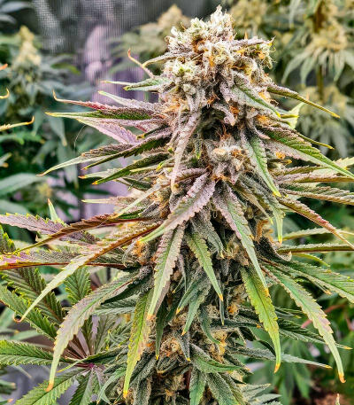 Семена сорта Purple Punch F1 fem (Seedkeepers)