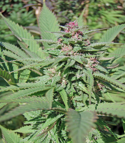 Семена сорта Serious 6 fem (Serious Seeds)