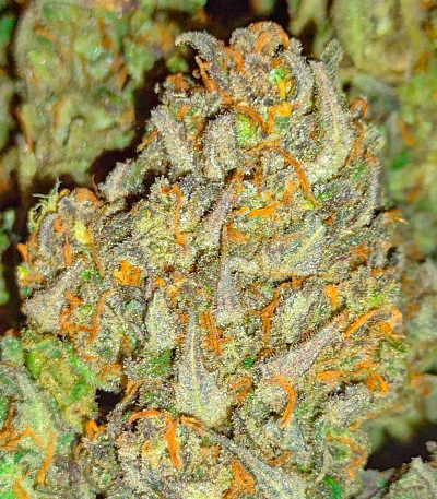 Семена сорта Z-Up Auto fem (FastBuds)