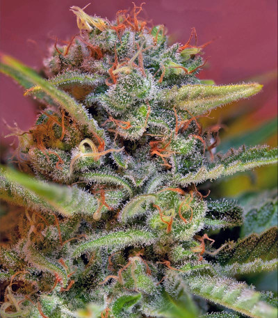 Семена сорта Jack 47 F1 Fast Version fem (Sweet Seeds)