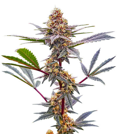 Семена сорта Plushberry Auto fem (7CH American)