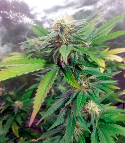 Семена сорта Alpujarrena fem (Pyramid Seeds)