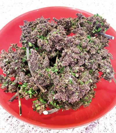 Семена сорта Blackberry auto fem (FastBuds)