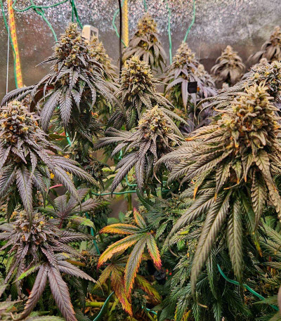 Семена сорта Marshmallow OG fem (Compound Genetics)