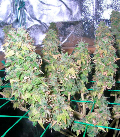 Семена сорта Mazar X White Rihno fem (World of Seeds)