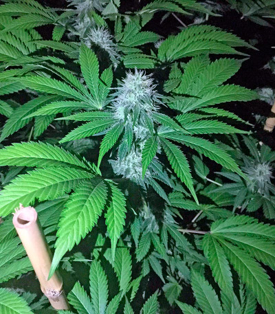 Семена сорта OG Kush fem (Humboldt Seeds)