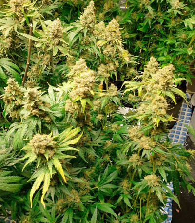 Семена сорта Phantom OG fem (Barney's Farm)