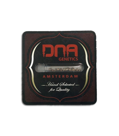 Семена сорта Sour Cream reg (DNA Genetics)