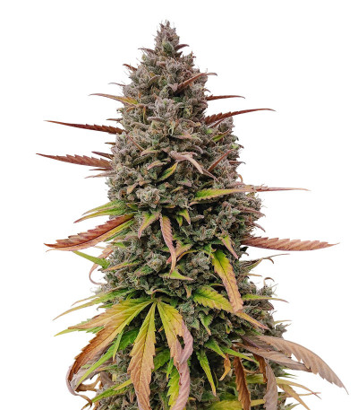 Семена сорта Purple Punch OG XL Auto fem (Sweet Seeds)