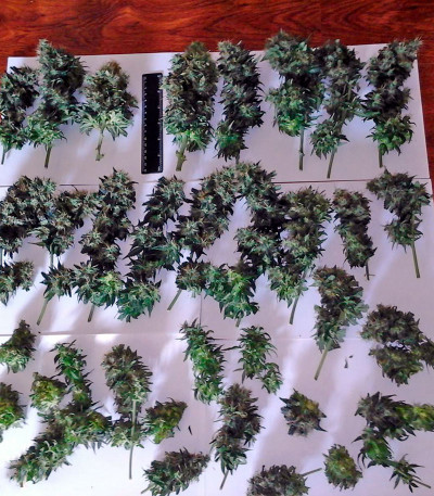 Семена сорта B. Lee Auto (Kickass Auto) fem