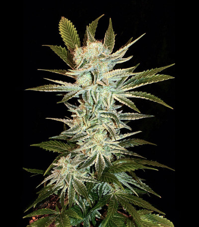 Семена сорта Bubble Gum fem (Семяныч)