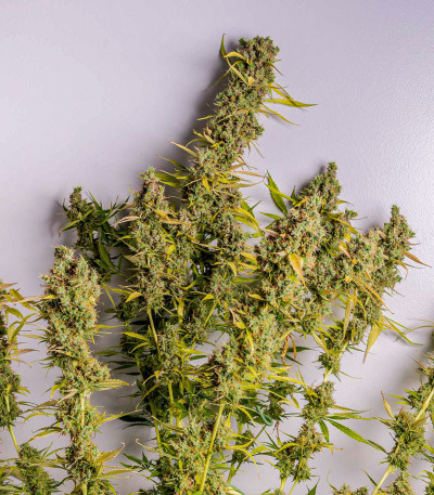 Семена сорта Grapefruit auto fem (FastBuds)