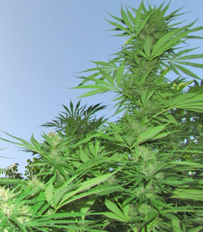 Семена сорта Outdoor Grapefruit fem (Female Seeds)