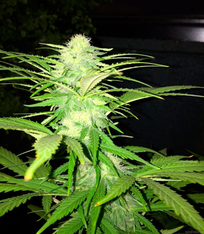 Семена сорта Sweet Black Angel fem (Samsara Seeds)