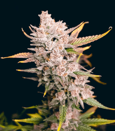 Семена сорта Ztrawberriez Auto fem (FastBuds)